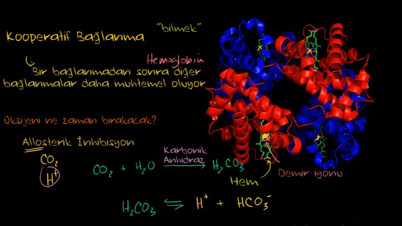 Hemoglobin (Biyoloji) (Sağlık Bilgisi ve Tıp)