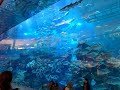 🐟 Самый большой в мире аквариум и подводный зоопарк | Dubai Aquarium &amp; Underwater Zoo (2018)