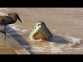 hamerkop and crocodile fishing.