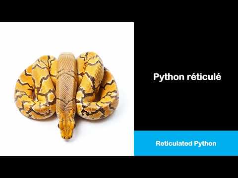 Learn French Vocabulary | Reticulated Python