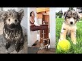 Funny Dogs of TIKTOK Compilation ~ Nothing Cuter Than Cute Little Puppies