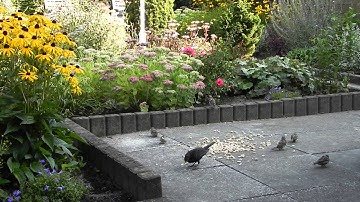 Vroege Vogels - Heel veel mussen
