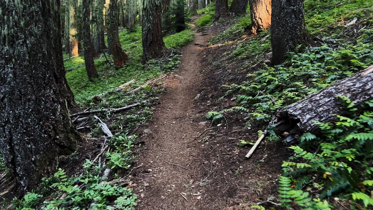 HIKING 4K Crescent Mountain Trail - Finishing Old Growth Lower Segment of Willamette National Forest
