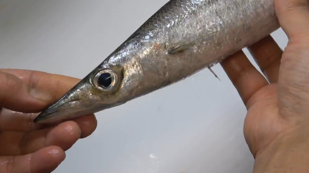 津本式究極の血抜き カマス仕立て編 4 津本式究極の血抜き Fishrecipes Agedfish カマス Youtube