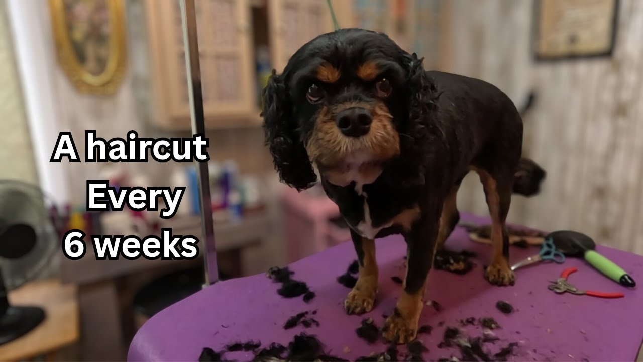 Хозяева любят, когда его стригут налысо.