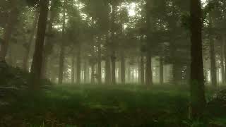 Forest Sounds   Woodland Ambience, Bird Song