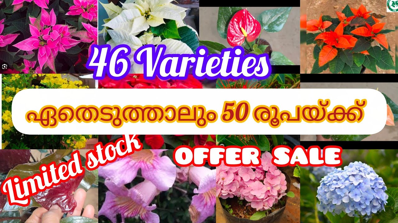 ഏതെടുത്താലും 50 രൂപയ്ക്ക് 46 variety കൾ limited Stock offer Sale#bloomtalesgarden# 