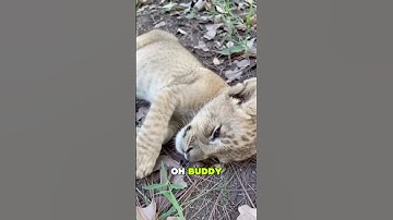 He Found a Lost Baby Cub… But What Happened Next Surprised Everyone 🐾