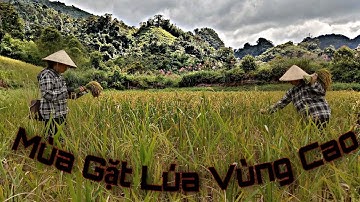 Mùa Thu Hoạch lúa của người vùng cao như thế nào ! Cuộc sống tây bắc