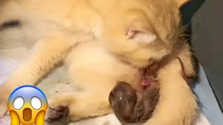 Cat giving birth many kitten | Kucing melahirkan banyak anak.