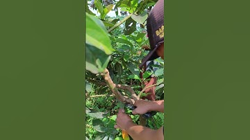 Super sharp simple tool for cutting plant branches -Agriculture farming #shorts