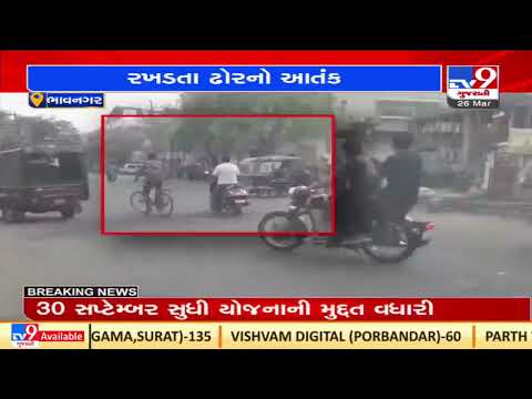 Bhavnagar: Commuters face trouble as 2 bulls fight on Kalubha road| TV9News