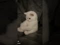 منين اجيبلج مثل هذا