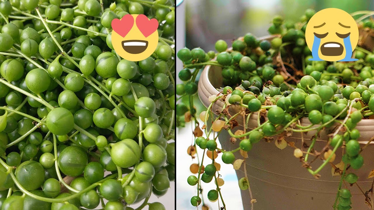 Why are my string of pearls turning white and shriveled? They get ample  direct sunlight and I drown them in water every 2 weeks 🥲. Also, they are  planted in a nursery