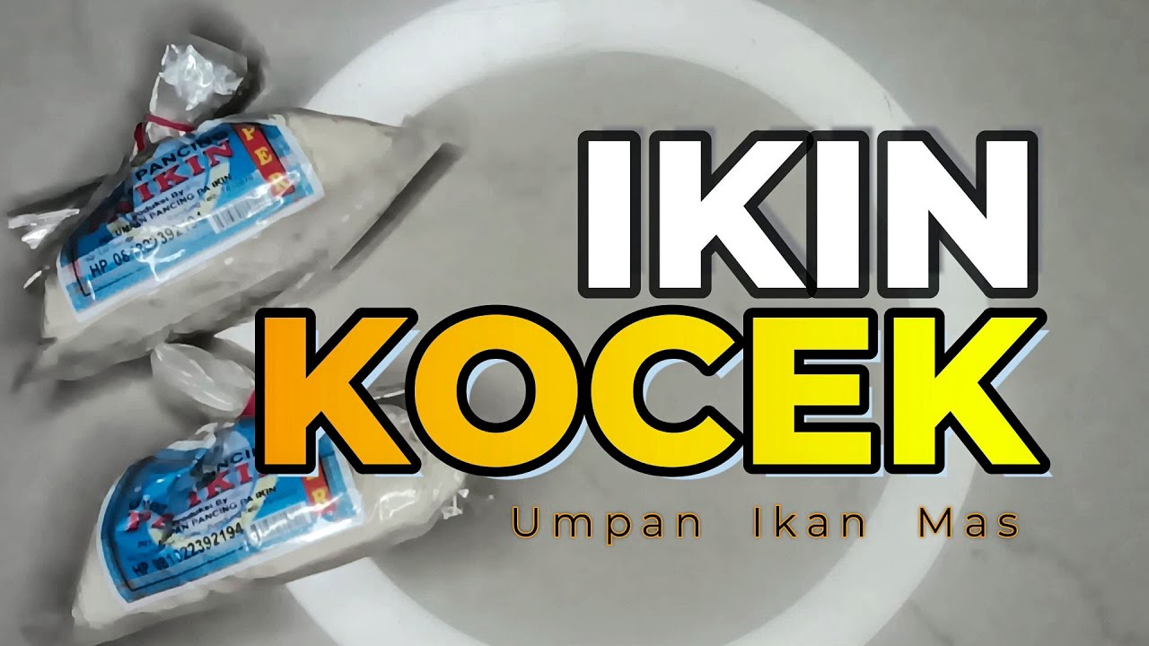 Ikin Kocek, Cocok Buat Rame & Babon Ikan Mas