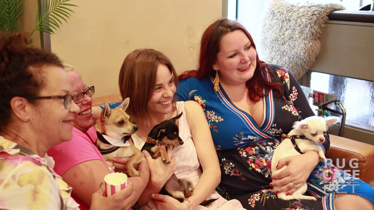 A 'Chihuahua Cafe' is coming to London - 21 July - Dogs Monthly