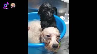 Cute baby animals Videos Compilation cutest moment of the animals