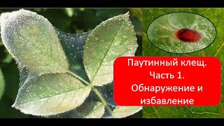 Паутинный клещ на окне. Так ли он страшен, как пугают. Правда ли нужна влажность, чтобы избавиться?