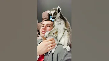 Как брать в заложники человека: краткое пособие от лемура Марго 😹