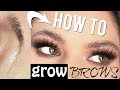 How To GROW Your EYEBROWS! | Morning/Night ROUTINE! | Kayleigh Noelle