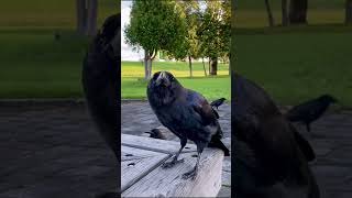 Zootic View: Real Animal Moments in HD#Shorts #Viral #Trending #GMod #MinecraftMods #GamingS