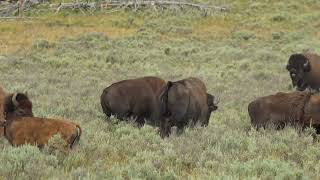 Yellowstone 2024 Bison Mating Attempt In Hayden Valley