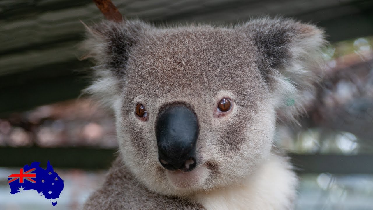 ANIMALS 🔴 ANIMAL DOCUMENTARIES FOR CHILDREN (playlist) YouTube