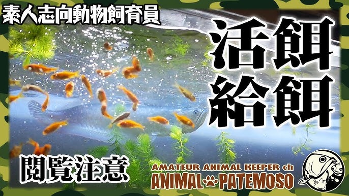 肉食魚にメダカを与えるよ アクアリウム 熱帯魚 Youtube 肉食魚にメダカを与えるよ アクアリウム 熱帯魚 Youtube