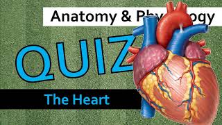 QUIZ: The Heart | Anatomy & Physiology screenshot 3