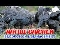 Native Chicken Production & Management in the Philippines