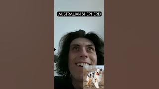 How Dog Breeds React to Robbers (With Pictures)