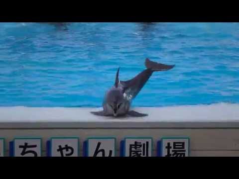 HD］沖縄美ら海水族館 イルカショー（オキちゃん劇場） Dolphins