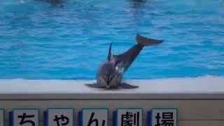 U21 バーチャルビジョン 3D 水槽 イルカ ウミガメ 水族館 U21 バーチャルビジョン 3D 水槽 イルカ ウミガメ 水族館 - メルカリ