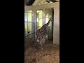 Bailey's Giraffe Calf Live Birth Video #1 of 3