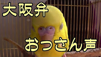 しゃべる 動物たち Youtube