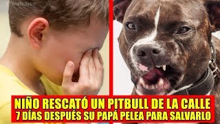 Niño llevó a su casa a un perro Pitbull, días después papá pelea para salvarlo Niño llevó a su casa a un perro Pitbull, días después papá pelea para salvarlo