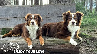 Relaxing music for dogs when home alone🐶🏠Anti Anxiety Music For Dogs 🐶 Dog Stress Relief Music🎵