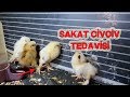 Sakat Civciv Tedavisi