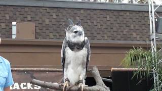 Harpy Eagle San Diego Zoo