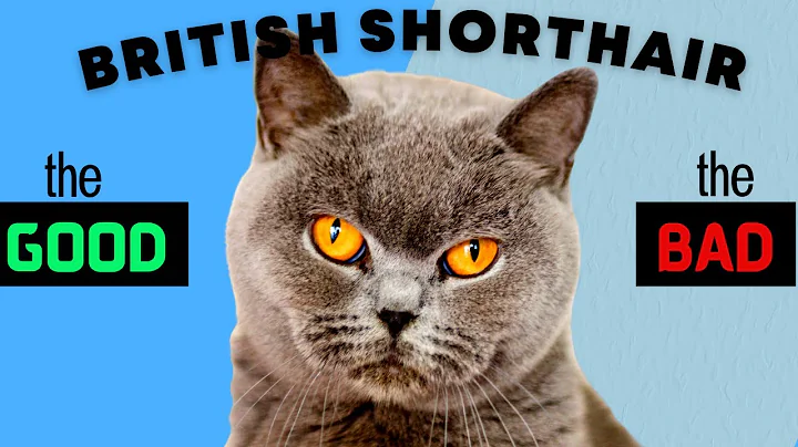 British Shorthair Cat PROS & CONS / Must Watch Before Getting One! - DayDayNews