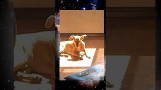 Et Amarelinho Das Orelhas Longas. Eddie O Vira-Lata Caramelo.