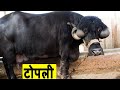 नंबर 1 जाफराबादी भैंस | Jafarabadi buffalo with unique horns