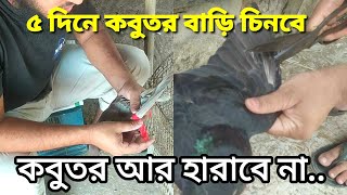 নতুন কবুতরকে কিভাবে ঘর চেনাবেন ও পোস মানাবেন? | নতুন কবুতরকে বাসা চেনানোর উপায় | Kobutor Palon