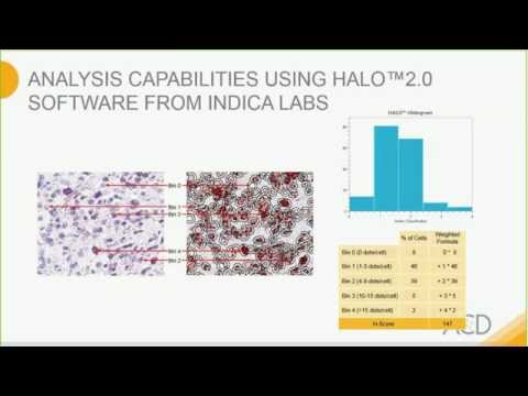 Getting Started with RNAscope™ Image Analysis in HALO® - Indica Labs