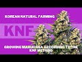 Growing marijuana according to the knf method gorilla girl xl auto fat banana auto