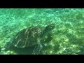 Rencontre avec yabo la tortue de lermitage en stand up paddle