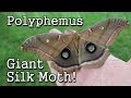 The Giant Silk Moth: Polythemus