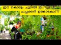 Garden vlog dubai home garden  malayalam vlog hasnazworld