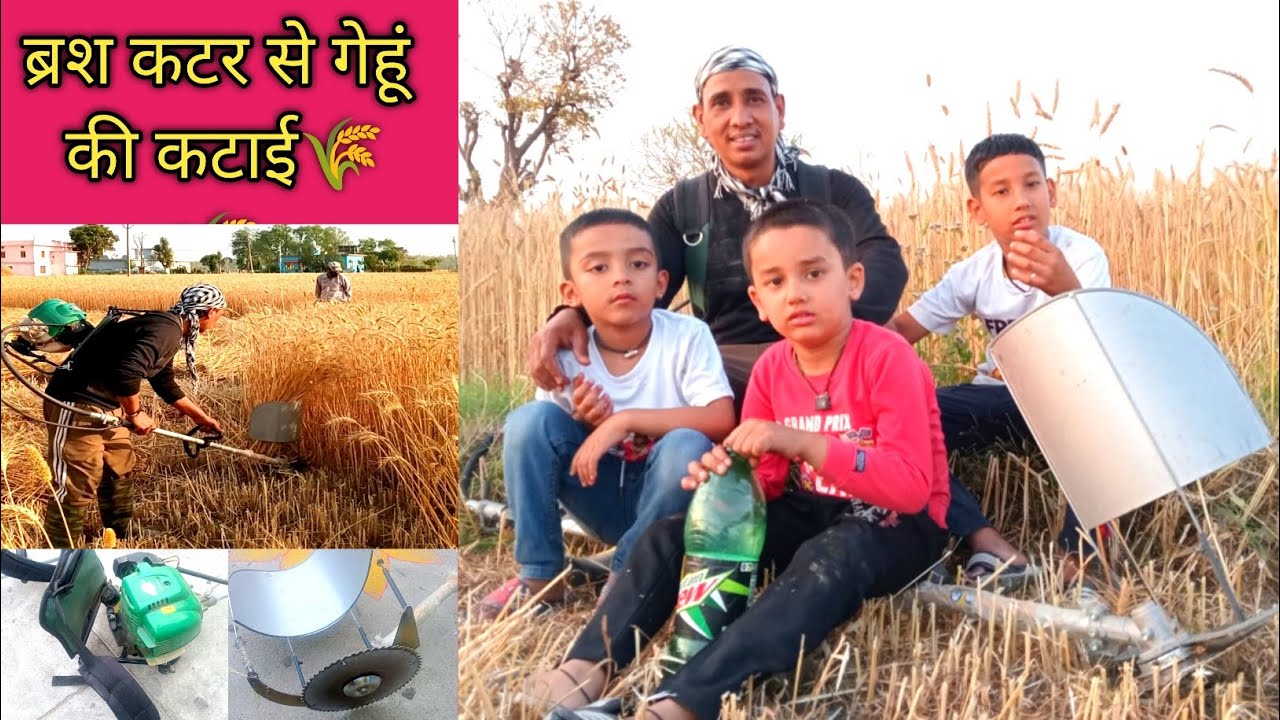 Brush cutter se gehun ki katai 🌾🌾 ll gehun ki katai kaise karen ll #vlog #video @RameshSaun