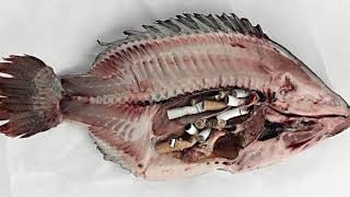 Recycle Your Cigarette Butts!